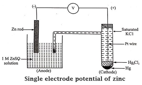 Single Electrode Potential of Zinc