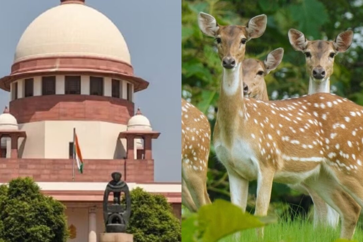 Supreme Court Ruling Shields Hauz Khas Deer from Forced Relocation