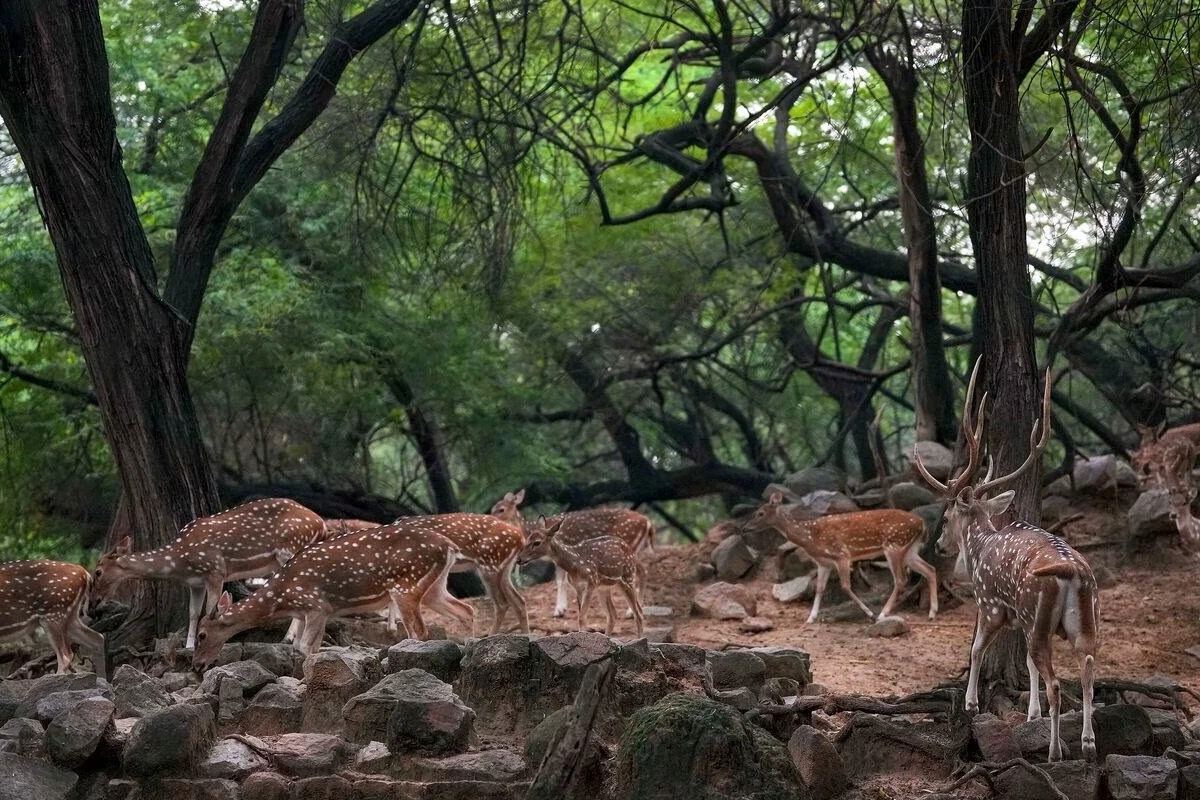 Supreme Court Ruling Shields Hauz Khas Deer from Forced Relocation